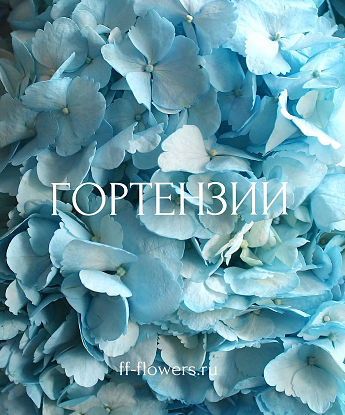 21 гортензия Колумбия в букете 